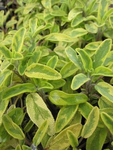 Buntblättriger Salbei Icterina - Gelbbunter Gewürzsalbei Verpackungseinheit 1 von Baumschule Pflanzenvielfalt