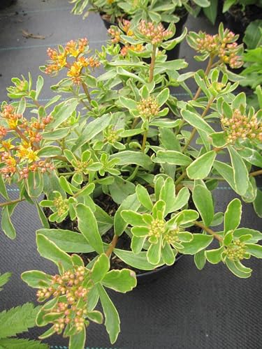 Buntlaubiges Fettblatt - Sedum kamtschaticum Variegatum von Baumschule Pflanzenvielfalt