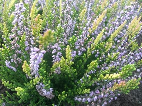 Calluna vulgaris Easter Bonfire - Sommerheide von Baumschule Pflanzenvielfalt