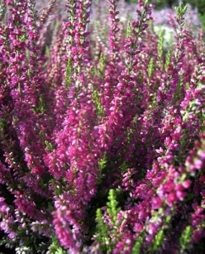 Calluna vulgaris Magic Red - Sommerheide Calluna vulgaris Magic Red - Sommerheide von Baumschule Pflanzenvielfalt