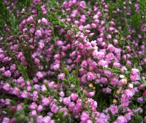 Calluna vulgaris Red Favorit - Sommerheide von Baumschule Pflanzenvielfalt