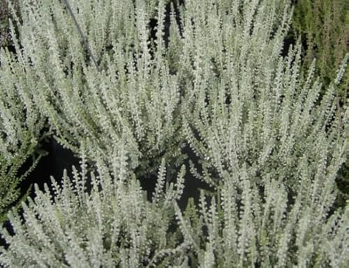 Calluna vulgaris Velvet Fascination - Sommerheide von Baumschule Pflanzenvielfalt