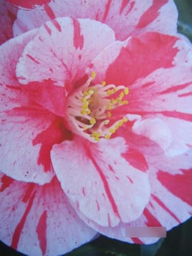 Camellia japonica Lady Vansittard - Japanische Kamelie Lady Vansittard von Baumschule Pflanzenvielfalt