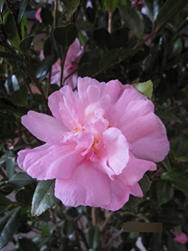 Camellia sasanqua - Herbstblühende Kamilie von Baumschule Pflanzenvielfalt