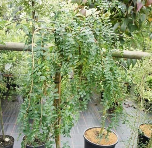 Caragana arborescens Pendula - Gemeiner - Hängender Erbsenstrauch - Hochstamm von Baumschule Pflanzenvielfalt