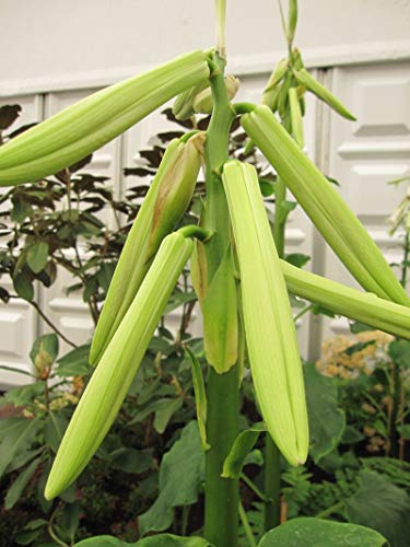 Cardiocrinum Giganteum - chinesische Riesenlilien - Staude von Baumschule Pflanzenvielfalt