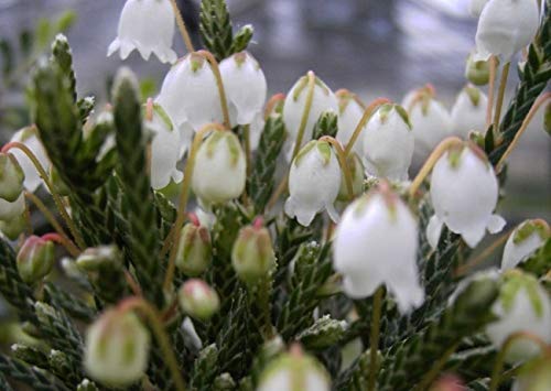 Cassiope tetragona Bearsden - Maiglöckchenheide 8-12cm von Baumschule Pflanzenvielfalt