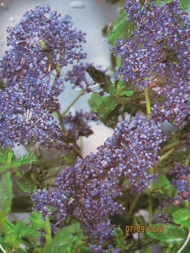 Ceanothus Italian Skies - Säckelblume Italian Skies 30-40 von Baumschule Pflanzenvielfalt