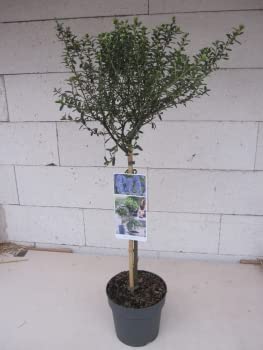 Ceanothus thyrsifolius Concha - Säckelblume Concha - Hochstamm 60 cm von Baumschule Pflanzenvielfalt