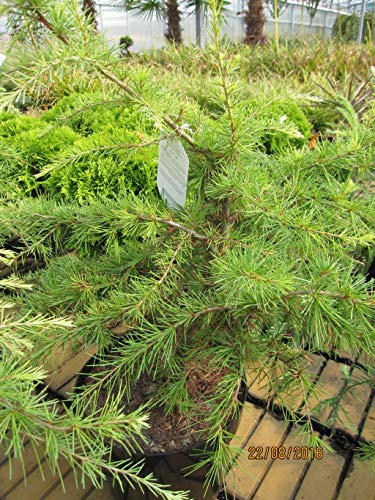 Cedrus deodara Golden Horizon - Himalaya-Zeder Golden Horizon von Baumschule Pflanzenvielfalt