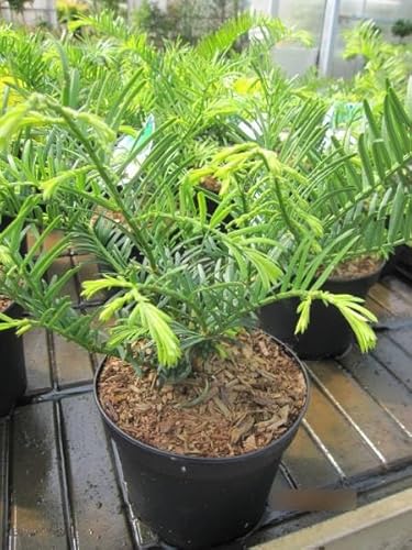 Cephalotaxus harringtonia Prostrata - japanische Kopfeibe - 30-40 von Baumschule Pflanzenvielfalt