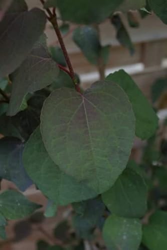 Cercidiphyllum japonicum Rotfuchs - Lebkuchenbaum - Katsurabaum - 80-100 von Baumschule Pflanzenvielfalt