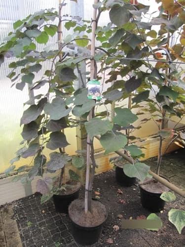 Cercis canadensis Ruby Falls - Hängender Judasbaum - 150-175cm von Baumschule Pflanzenvielfalt