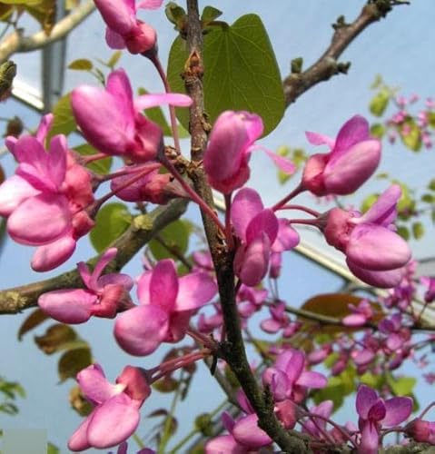 Cercis siliquastrum - Judasbaum - Herzbaum - Liebesbaum - 40-60cm von Baumschule Pflanzenvielfalt