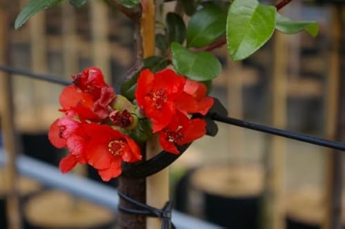 Chaenomeles speciosa Friesdorfer Typ 205 - Scheinquitte Friesdorfer Typ 205 von Baumschule Pflanzenvielfalt