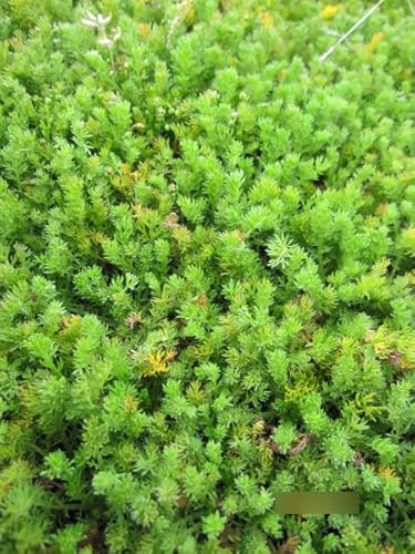 Chamaemelum nobile Treneague - Scheinkamille Verpackungseinheit 3 Chamaemelum nobile Treneague - Scheinkamille Verpackungseinheit 3 von Baumschule Pflanzenvielfalt