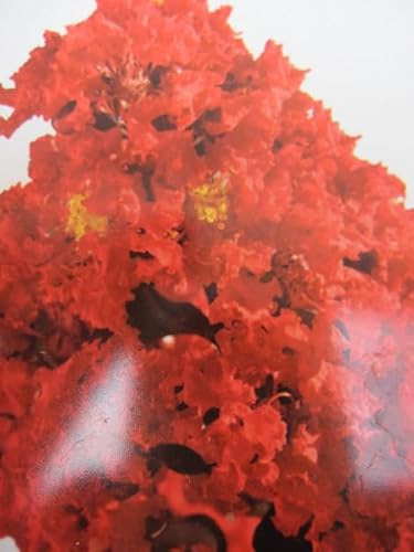 Chinesische Kräuselmyrte Black Diamond ® Best Red - Lagerstroemia indica - 40-60cm von Baumschule Pflanzenvielfalt