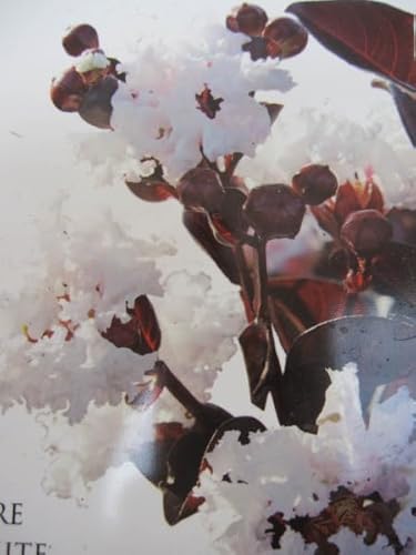 Chinesische Kräuselmyrte Black Diamond ® Pure White - Lagerstroemia indica - 40-60cm von Baumschule Pflanzenvielfalt