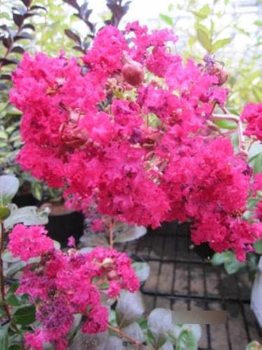 Chinesische Kräuselmyrte Black Diamond ® Purely Purple - Lagerstroemia indica - 40-60cm von Baumschule Pflanzenvielfalt