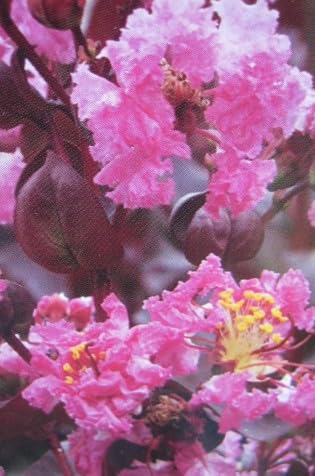 Chinesische Kräuselmyrte - Lagerstroemia indica Rhapsody in Pink - 80-100cm von Baumschule Pflanzenvielfalt