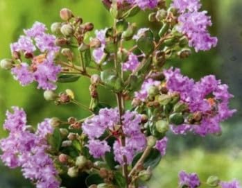 Chinesische Kräuselmyrte Petite Orchid - Lagerstroemia indica Petite Orchid - 40-60cm von Baumschule Pflanzenvielfalt