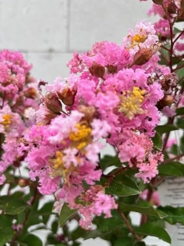 Chinesische Kräuselmyrte Sioux - Lagerstroemia indica Sioux - 80-100cm von Baumschule Pflanzenvielfalt