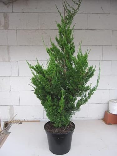 Chinesischer Wacholder Kaizuka - Juniperus chinensis Kaizuka - Rarität von Baumschule Pflanzenvielfalt