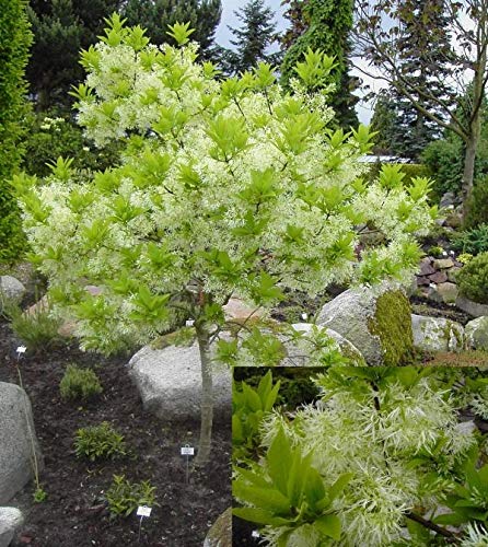 Chionanthus virginicus - Schneeflockenstrauch - Virginischer Schneeflockenstrauch - Schneebaum - Giftesche von Baumschule Pflanzenvielfalt