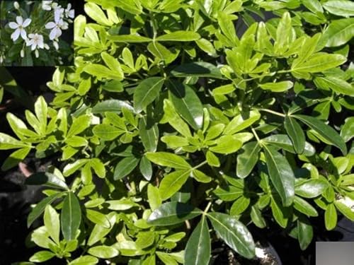 Choisya ternata - Orangenblume - immergrün - duftend - 30-40 cm von Baumschule Pflanzenvielfalt