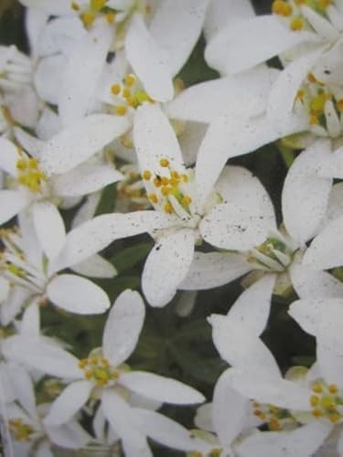 Choisya ternata White Dazzler - Orangenblume - immergrün - duftend 20-30 von Baumschule Pflanzenvielfalt