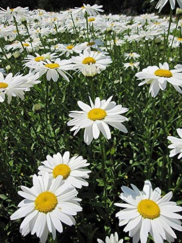 Chrysanthemum maximum Gruppenstolz - Sommer-Margerite Verpackungseinheit 1 von Baumschule Pflanzenvielfalt