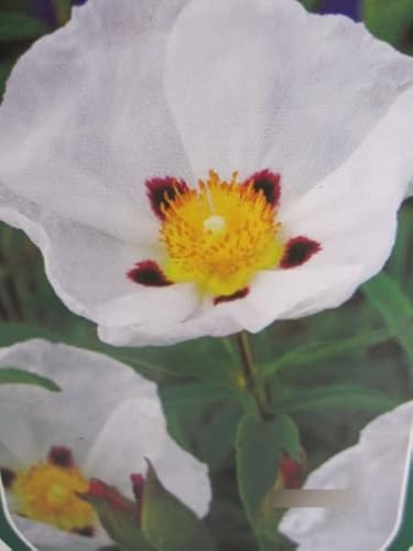 Cistus purpureus Alan Fradd - Zistrose Alan Fradd 25-30cm von Baumschule Pflanzenvielfalt