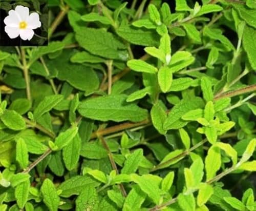 Cistus salviifolius - Salbeiblättrige Zistrose 20-30cm Cistus salviifolius - Salbeiblättrige Zistrose 20-30cm von Baumschule Pflanzenvielfalt