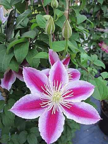 Clematis Angela - 60-100 cm - Waldrebe Angela von Baumschule Pflanzenvielfalt