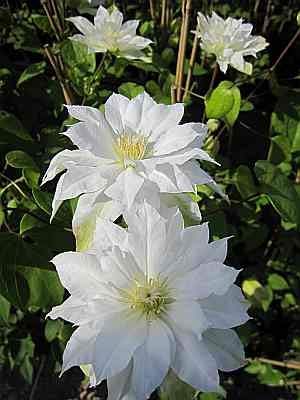 Clematis Arctic Queen TM Evitwo(N) (60-100 cm) - Waldrebe/Klematis von Baumschule Pflanzenvielfalt