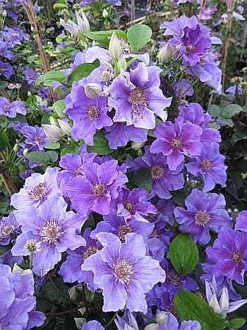 Clematis Ashva (60-100 cm) - Waldrebe/Klematis von Baumschule Pflanzenvielfalt