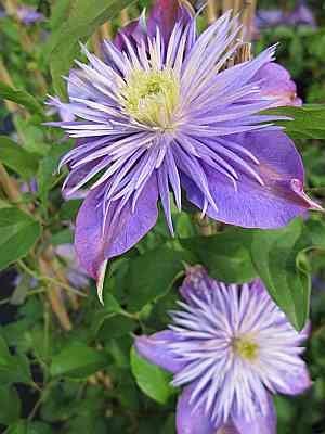 Clematis Crystal Fountain TM Evipo 038 (N) - Waldrebe Crystal Fountain TM Evipo 038 (N) von Baumschule Pflanzenvielfalt