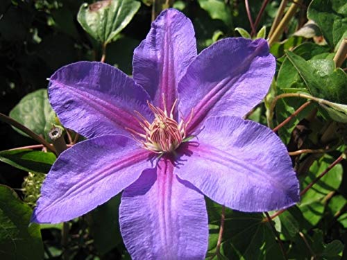 Clematis Etoile de Malicorne (60-100 cm) - Waldrebe/Klematis von Baumschule Pflanzenvielfalt