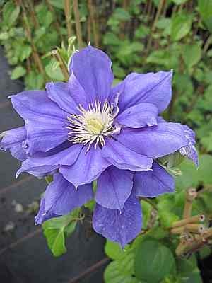 Clematis Franziska Maria TM Evipo 008 (N) (60-100 cm) - Waldrebe von Baumschule Pflanzenvielfalt