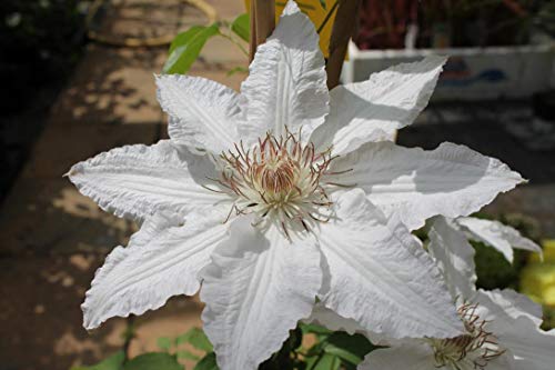 Clematis Hyde Hall®™ Evipo 009 (N) (60-100 cm) - weiße Waldrebe mit sehr großen Blüten von Baumschule Pflanzenvielfalt