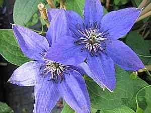 Clematis Parisienne TM Evipo 019 (N) - Waldrebe/Klematis Parisienne 60-100cm von Baumschule Pflanzenvielfalt