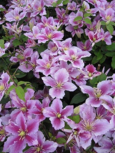 Clematis Piilu (60-100 cm) - Waldrebe/Klematis von Baumschule Pflanzenvielfalt