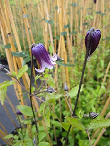 Clematis Roguchi (60-100 cm) - Waldrebe/Klematis von Baumschule Pflanzenvielfalt