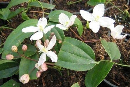 Clematis armandi Appleblossom - (60-100 cm) - Waldrebe/Klematis von Baumschule Pflanzenvielfalt