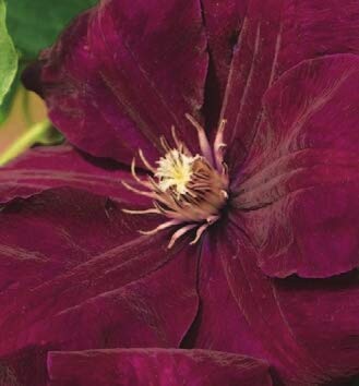 Clematis hybride Rouge Cardinal (60-100 cm) - Waldrebe/Klematis von Baumschule Pflanzenvielfalt