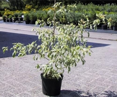 Cornus alternifolia Argentea - Etagenhartriegel - Pagodenhartriegel - Weißbunter Hartriegel - Wechselblättriger Hartriegel von Baumschule Pflanzenvielfalt