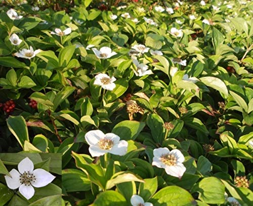 Cornus canadensis - Teppichhartriegel - Hornstrauch UnitCountType Liter von Baumschule Pflanzenvielfalt