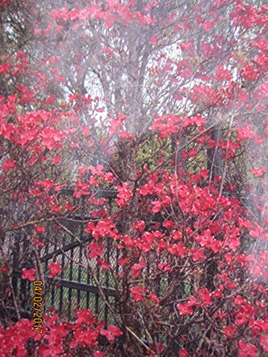 Cornus florida Cherokee Chief - Amerikanischer Blumenhartriegel Cherokee Chief von Baumschule Pflanzenvielfalt