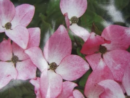 Cornus kousa Pévé Satomi Compact - Chinesischer Blumenhartriegel 40-60 von Baumschule Pflanzenvielfalt