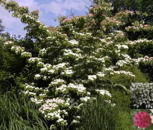 Cornus kousa botanische Art - Chinesischer Blumenhartriegel 40-60 von Baumschule Pflanzenvielfalt